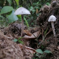 Bolbitiaceae